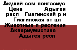 Акулий сом понгасиус. › Цена ­ 1 000 - Адыгея респ., Гиагинский р-н, Гиагинская ст-ца Животные и растения » Аквариумистика   . Адыгея респ.